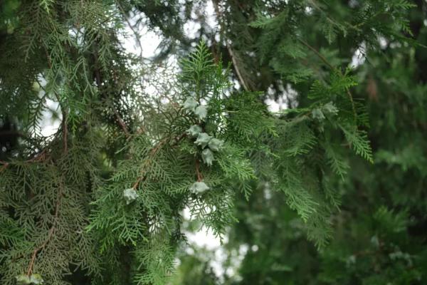 怎么种植柏子仁，需垄地开沟再播种