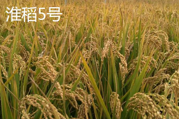 好吃的粳稻品种，申优26符合国标一级优质米标准