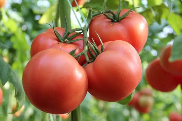 选择番茄品种的原则，抗病丰产的品种更合适