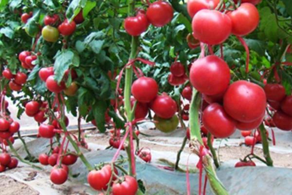 选择番茄品种的原则，抗病丰产的品种更合适