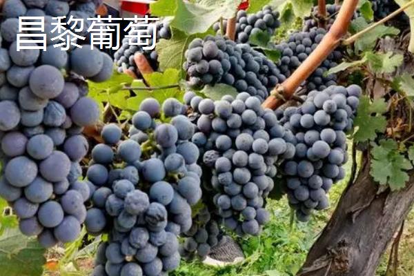 河北秦皇岛有哪些特产，昌黎葡萄畅销全国各地