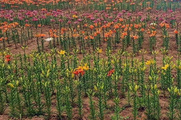 百合花简介，是我国常见的观赏植物