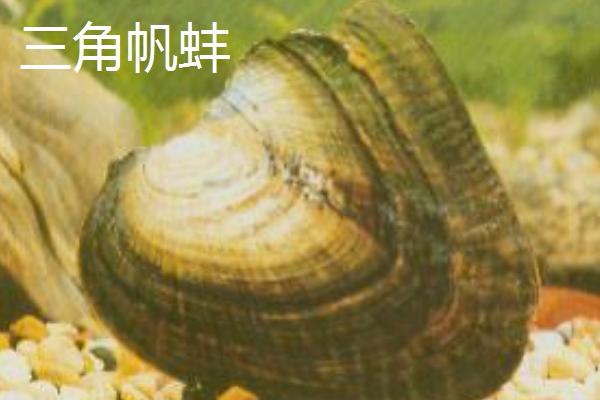 圆顶珠蚌的产地，主产于我国南北方地区的江河湖泊