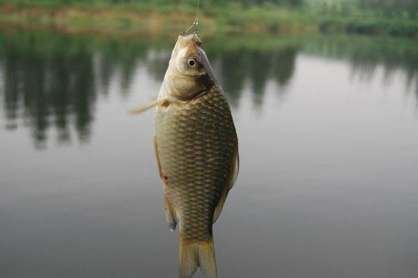 冬天钓鲫鱼怎么选浮漂，尽量选择灵敏度高的浮漂