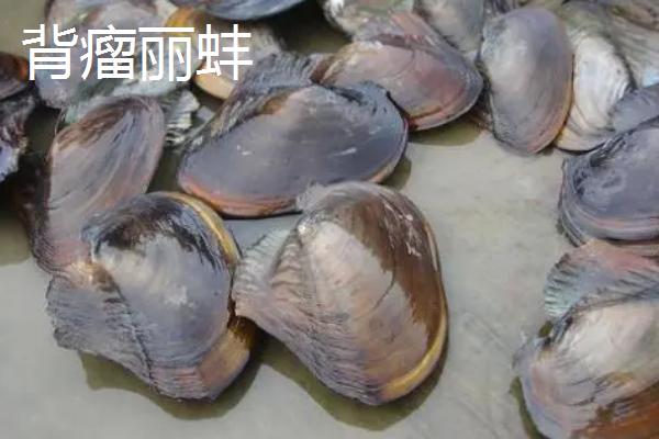 圆顶珠蚌的产地，主产于我国南北方地区的江河湖泊