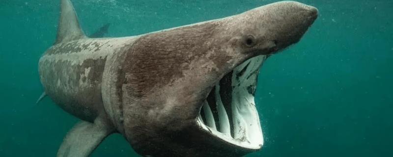 巨口鲨简介，是一种很罕见的鲨鱼