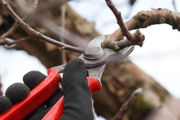 给苹果树修枝的作用，修枝可改善树体营养、提高果实品质
