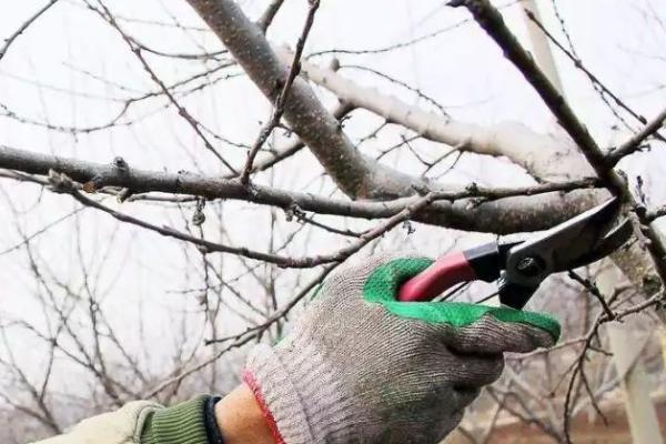给苹果树修枝的作用，修枝可改善树体营养、提高果实品质