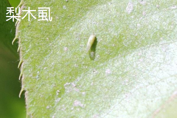 氯氰菊酯适合什么时候打，不同虫害的防治时间和方式不同