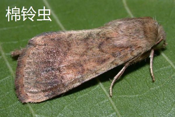 氯氰菊酯适合什么时候打，不同虫害的防治时间和方式不同