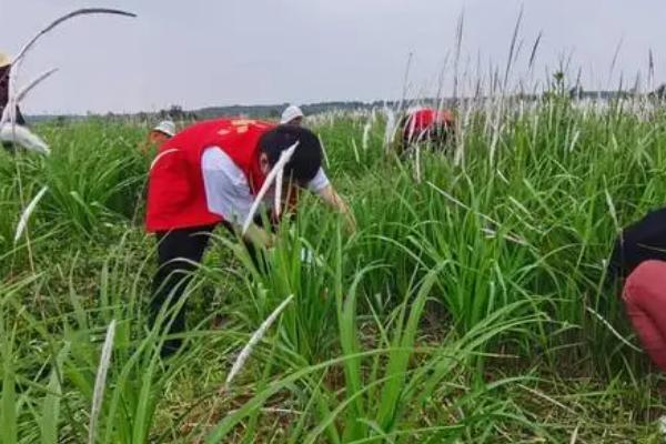 黄花菜除草方法，可人工除草也可药剂除草