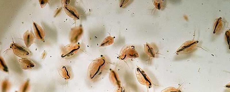 什么是水蚤，属于枝角目小型甲壳动物的统称