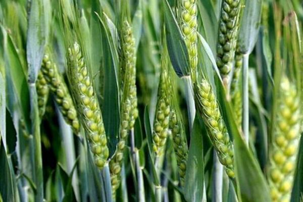 小麦种植时间和方法，播种时间会受到各地气候的影响