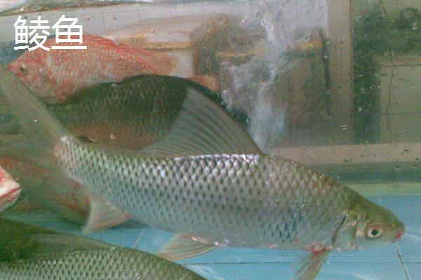 哪些鱼类的长相近似白条鱼，翘嘴、马口鱼、黄尾鱼等品种均比较相似