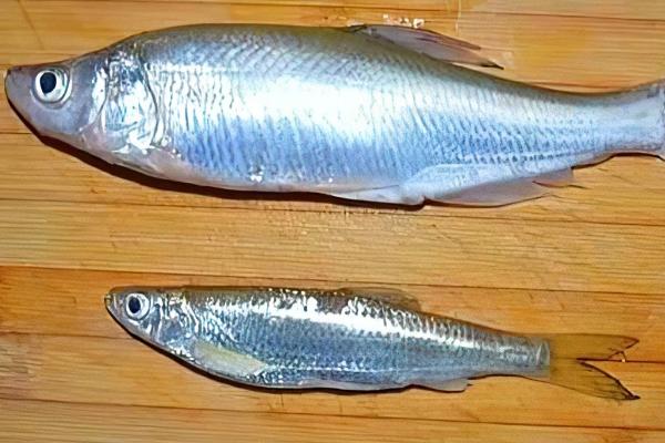 哪些鱼类的长相近似白条鱼，翘嘴、马口鱼、黄尾鱼等品种均比较相似