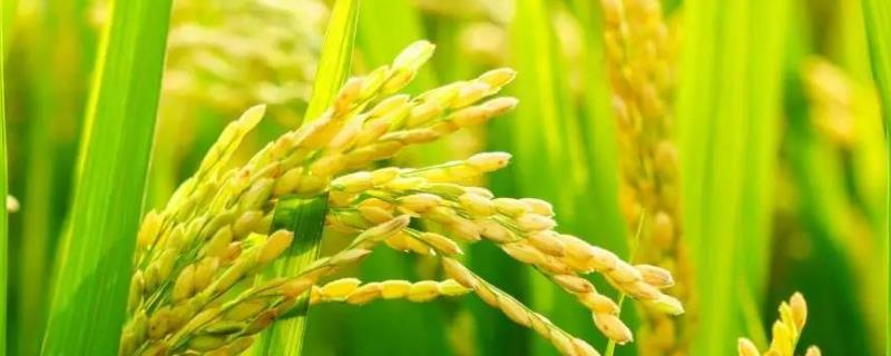 适合江苏种植的高产水稻品种，了解这7种