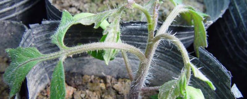 怎么防治茄子苗期猝倒病，未经过充分腐熟的农家肥不能使用