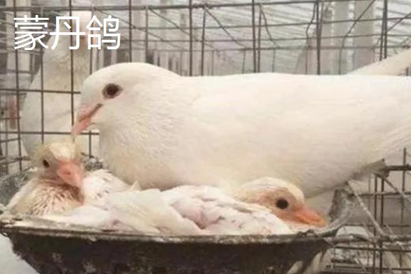 肉鸽品种介绍，我国大型肉鸽优良品种为石歧鸽