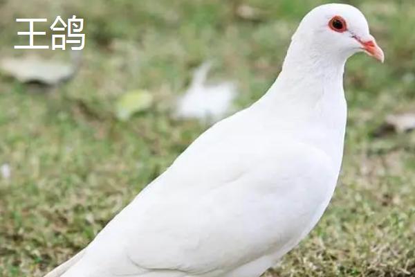 肉鸽品种介绍，我国大型肉鸽优良品种为石歧鸽