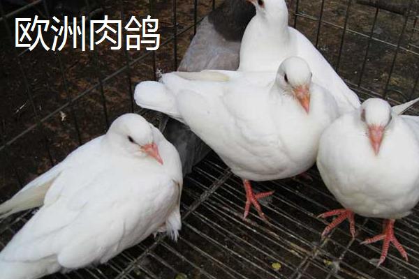 肉鸽品种介绍，我国大型肉鸽优良品种为石歧鸽