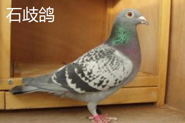 肉鸽品种介绍，我国大型肉鸽优良品种为石歧鸽