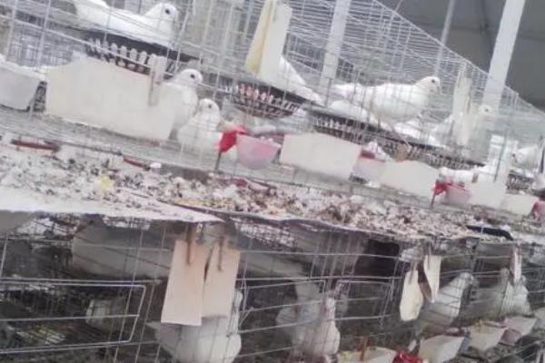 肉鸽品种介绍，我国大型肉鸽优良品种为石歧鸽