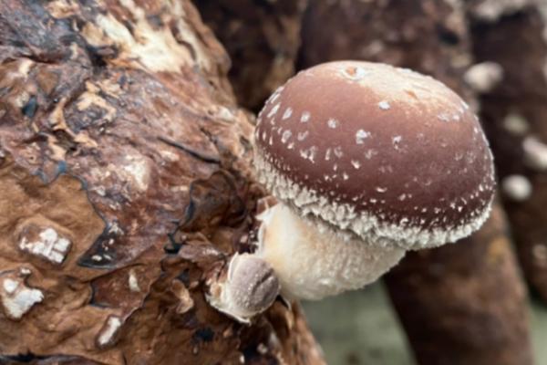 秋季香菇管理办法，接种后应立刻转移到发菌室