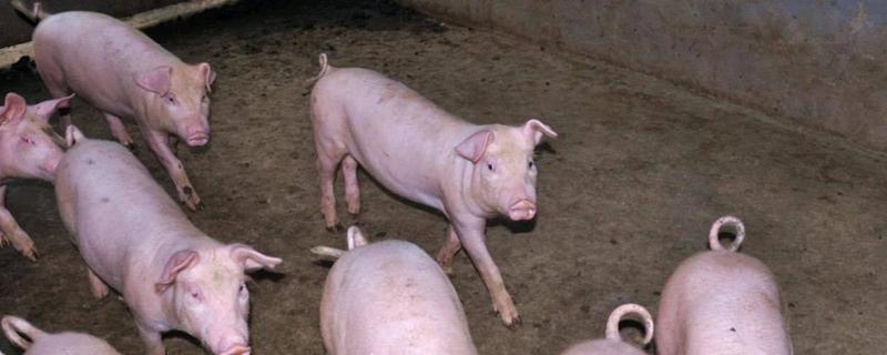 苏太母猪一窝可以产多少只幼仔，通常可产下15只左右