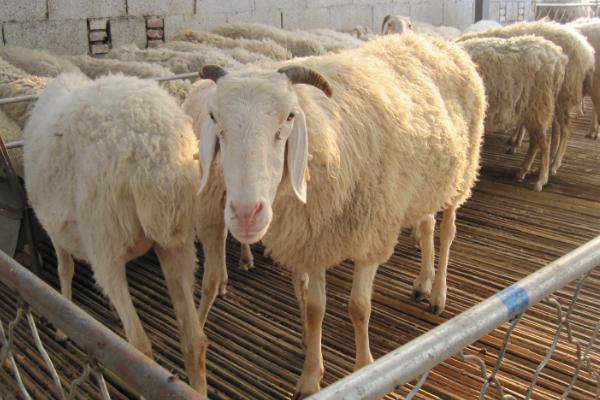 肉羊的养殖效益会受到哪些因素的影响，羊只的品种是首要因素
