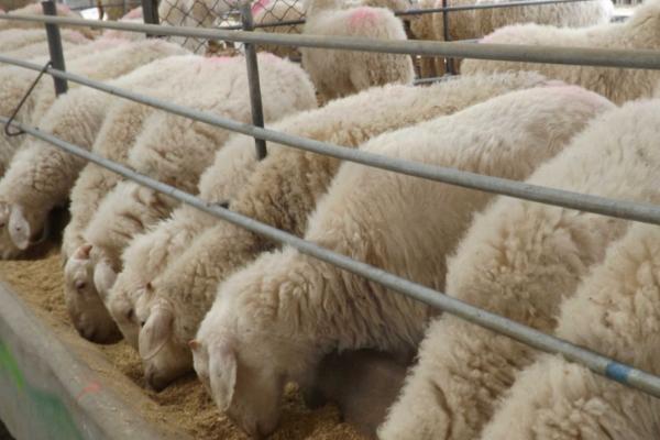 肉羊的养殖效益会受到哪些因素的影响，羊只的品种是首要因素