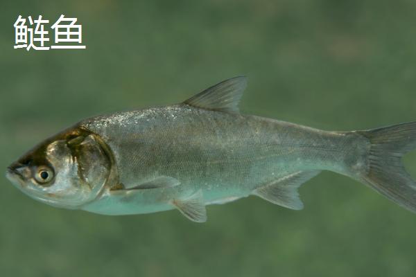 鳙鱼和鲢鳙是不是同一种鱼，二者的头部和体色有明显区别