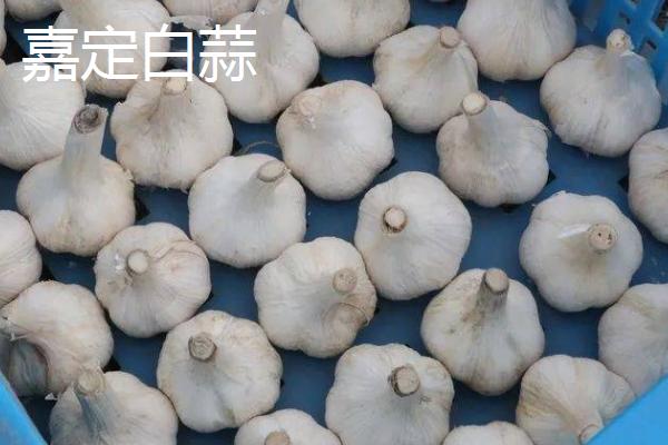 上海市嘉定区的特产，嘉定白蒜深受本地人的欢迎