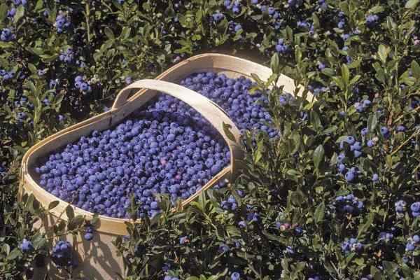 蓝莓价格昂贵的原因，市面上大部分是进口品种