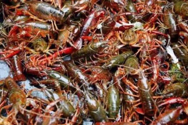 小龙虾的产地，价格因市场、规格、季节等不同而不同