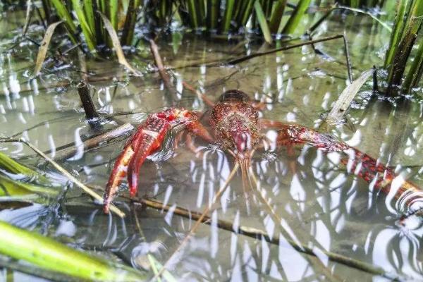 小龙虾的产地，价格因市场、规格、季节等不同而不同
