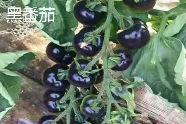 红番茄、黑番茄、黄番茄的区别，栽培技术明显不同