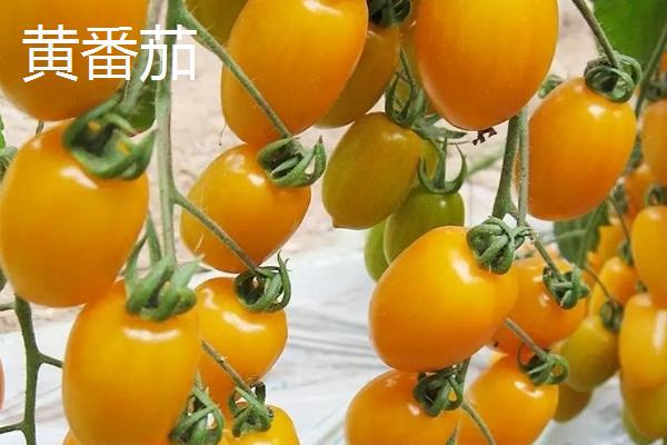 红番茄、黑番茄、黄番茄的区别，栽培技术明显不同