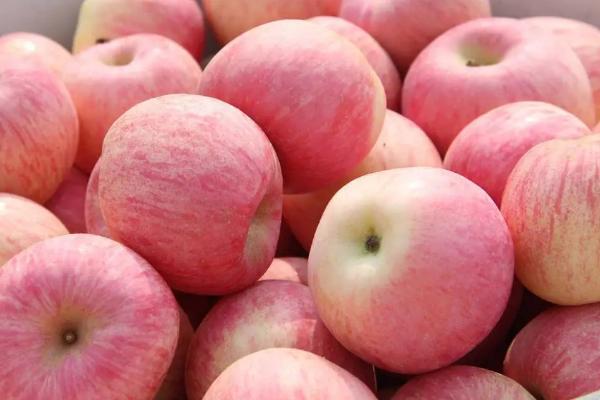哪里的富士苹果比较好吃，洛川富士苹果海外闻名