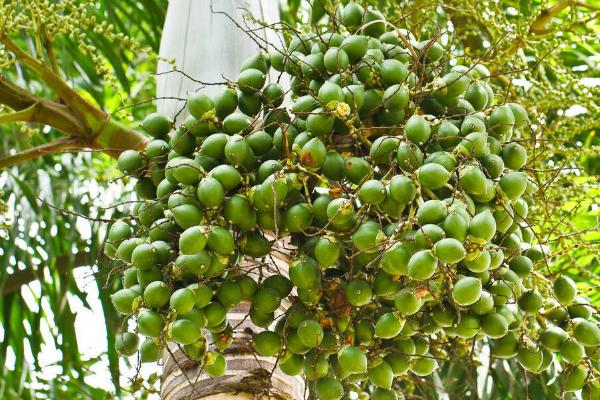 一亩槟榔的纯利润，亩产量可达到1000-1500公斤左右