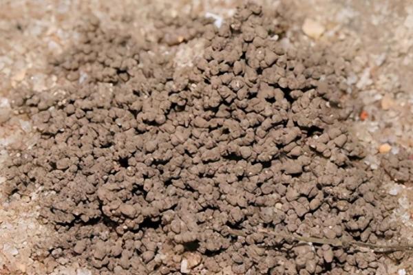 蚯蚓粪的作用及用途，施入农田可改土培肥