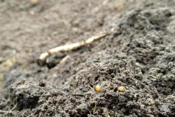 蚯蚓粪的作用及用途，施入农田可改土培肥