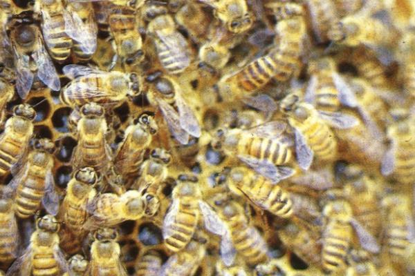 土蜂蜜由哪种蜜蜂生产，一般是指中蜂