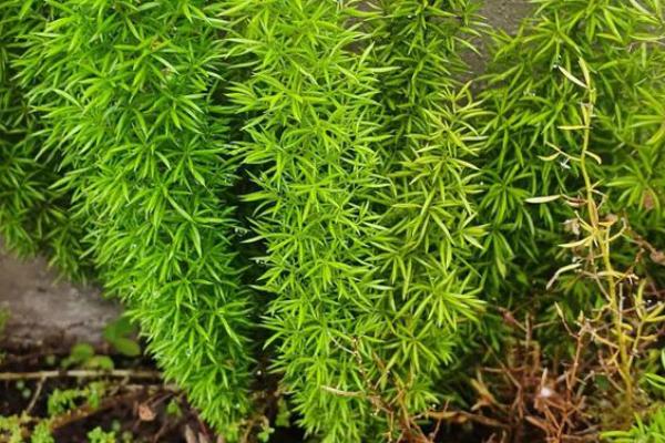 天门冬的种植技术，春天和秋天都可播种繁殖