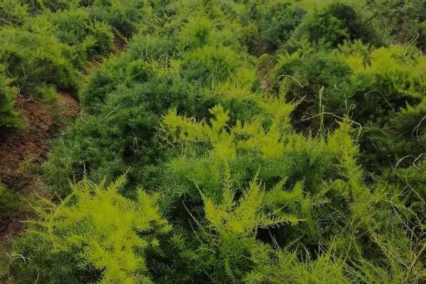 天门冬的种植技术，春天和秋天都可播种繁殖