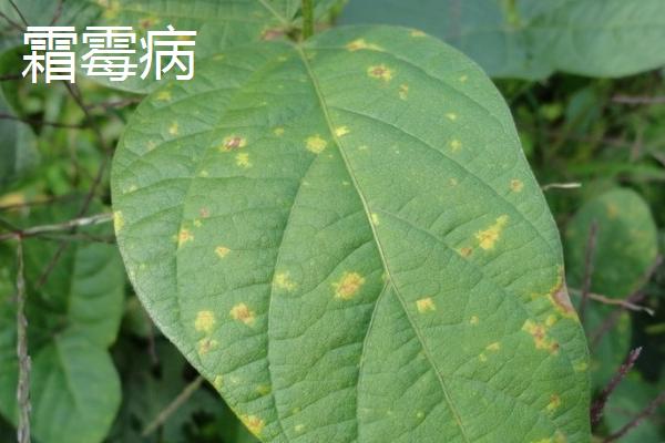 怎么防治毛豆的常见病害，关键是要种植抗病能力强的品种