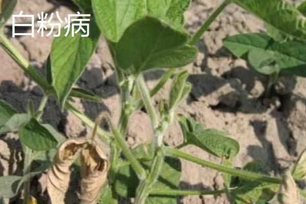 怎么防治毛豆的常见病害，关键是要种植抗病能力强的品种