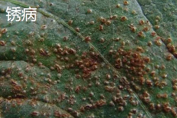 怎么防治毛豆的常见病害，关键是要种植抗病能力强的品种