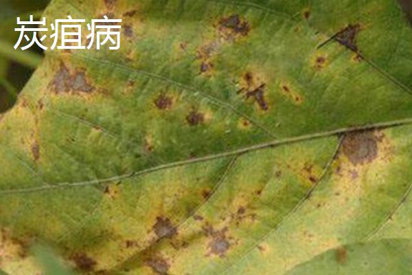 怎么防治毛豆的常见病害，关键是要种植抗病能力强的品种