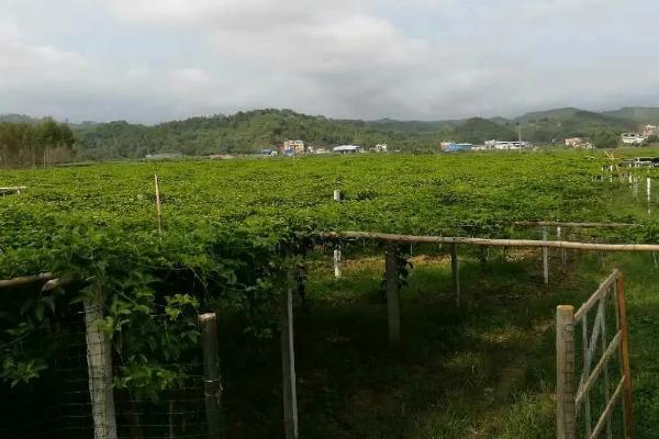 移栽百香果的要点，移栽不宜过密否则会影响生长