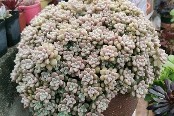 姬秋丽的种植方法，充足的光照会让叶片色彩更好看